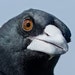 QuirkyBird