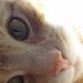 ChewyTheCat