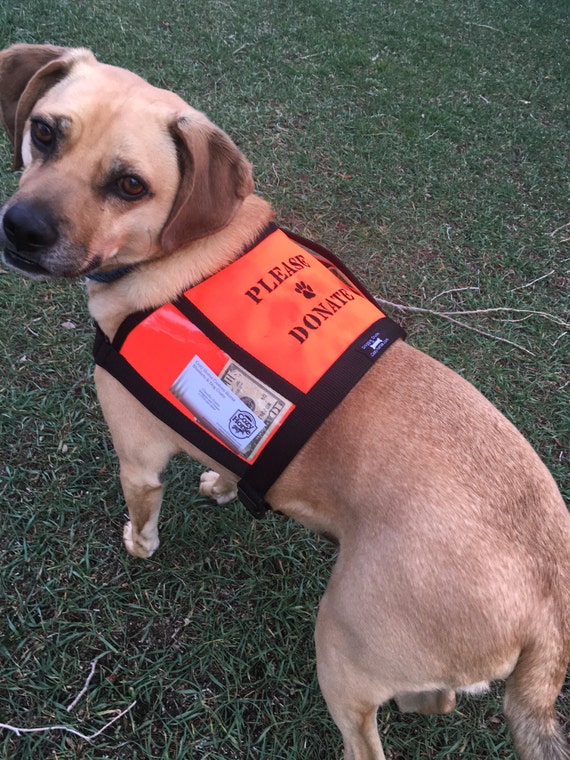 PLEASE DONATE fundraising / adoption vest with large clear
