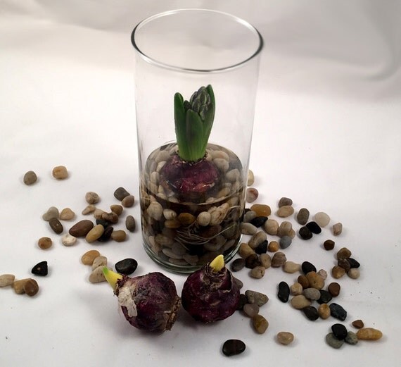 HYACINTH BULB FORCING Kit Includes 1 Prechilled Hyacinth