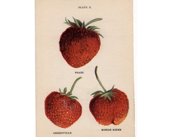 1905 strawberry original antique fruit print by antiqueprintstore