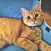 meowface