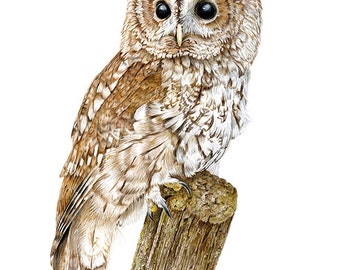 Tawny Owl - Limited Edition Giclee print from an Original painting by Gayle Mason