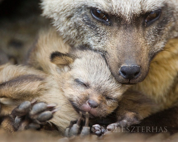 b 201 b 201 renard snuggle photo print maman et b 233 b 233 animaux b 201 b 201 renard snuggle photo print maman et b 233 b 233 animaux