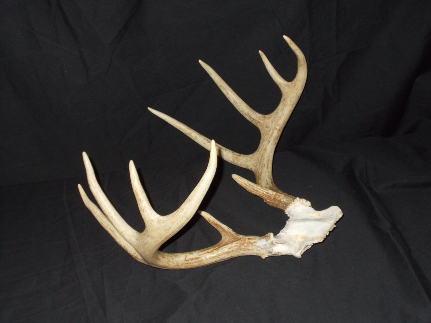 Deer antler rack