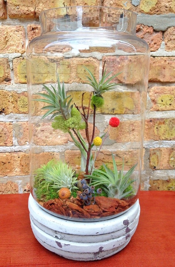 Medium Low Maintenance Easy Care Urban Chic Air Plant