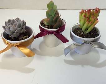 Succulent Plants - 50 Assorted Succulent Plants With Miniature Custom Painted Terra Cotta Pots with Ribbons.