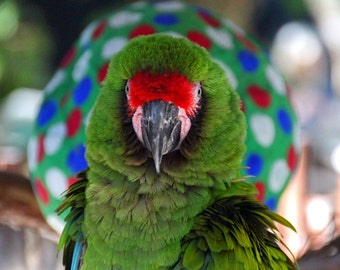 Image showcasing Macaw Parrot Large Stuffed Bird Animal Pattern to Sew Instant