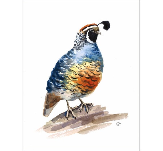 California Quail Original Watercolor Bird by CMwatercolors