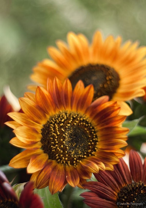 Flower Photography Home Decor Wall Art Sunflower Wall Art