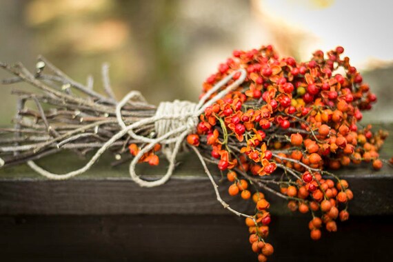 Bittersweet Vine Bittersweet Berries Dried by QueenBeeWreath