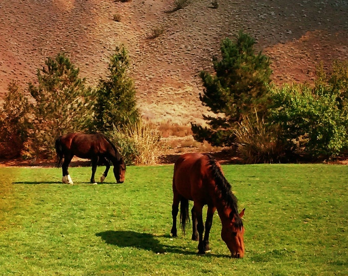 WILD HORSES Wall Art for small spaces, by Pam Ponsart of Pam's Fab Photos featuring Mustangs of northwestern Nevada