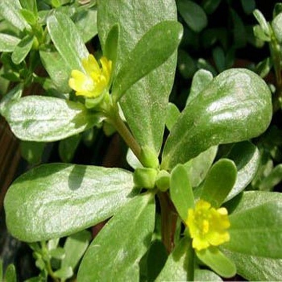 Purslane varieties Green 200 seeds