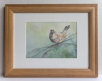 Song Sparrow Framed Original Watercolor Painting