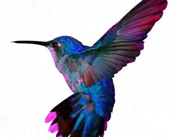 Hummingbird - Temporary Tattoo
