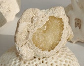 Golden Honey Calcite Fossil Sea Shell Calcified Seashell Geode Druzy Sandy White Coquina Limestone