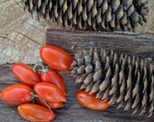 Pine cone photography,Christmas Home Decor,Pine Cone Print,Macro Wall Art,Kitchen Photo,Food Photo,Cherry,Tomatoes,Still Life Photo Print Pine cone photography,Christmas Home Decor,Pine Cone Print,Macro Wall Art,Kitchen Photo,Food Photo,Cherry,Tomatoes,Still Life Photo Print
