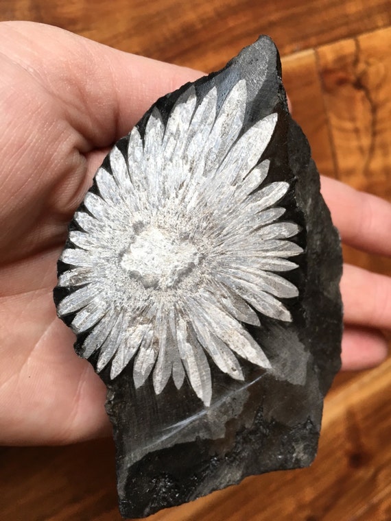 Raw Chrysanthemum Stone Chrysanthemum rock Chrysanthemum