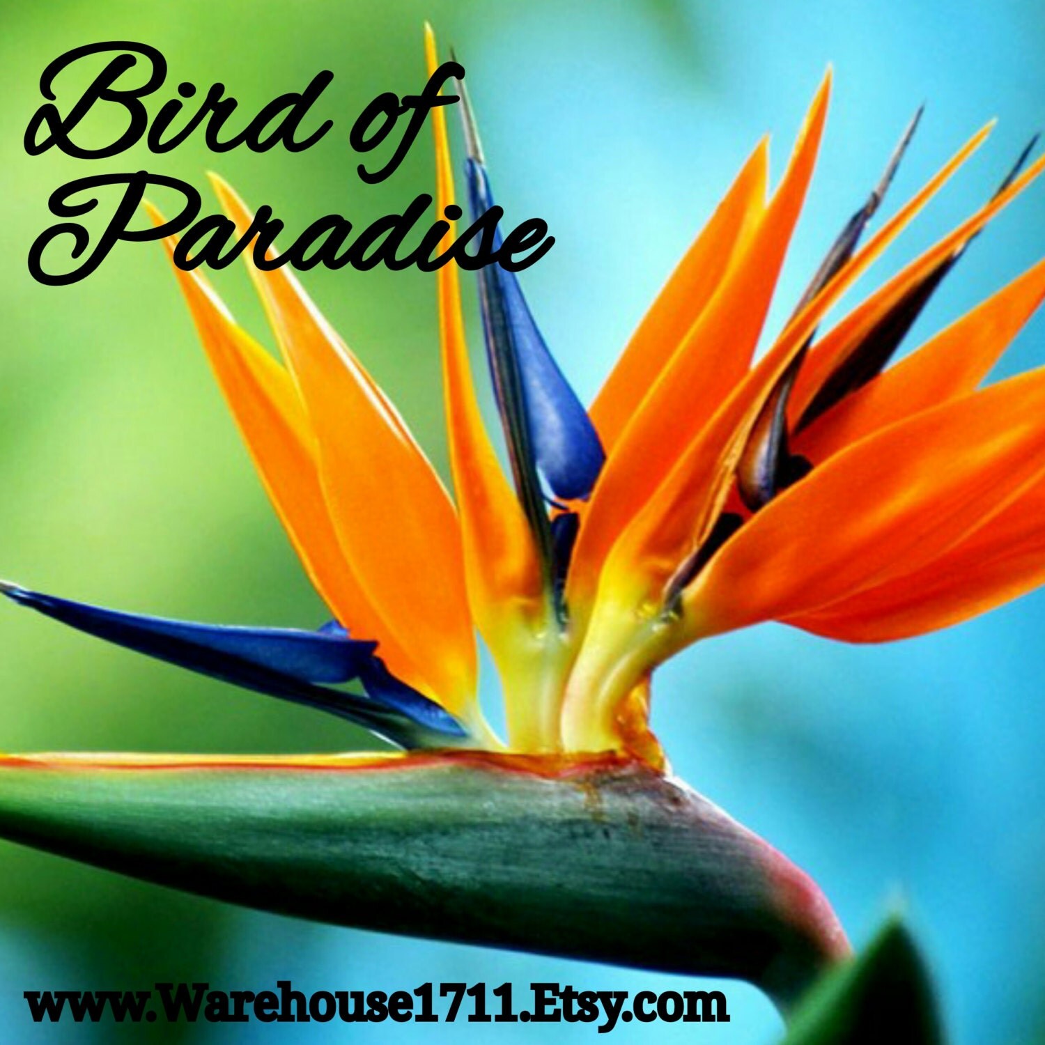 Bird of Paradise Candle Fragrance Oil 1oz Bottle