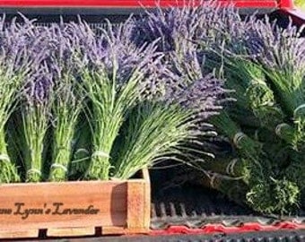 Fresh Dried Lavender Bunches Sustainably Grown Bright Purple