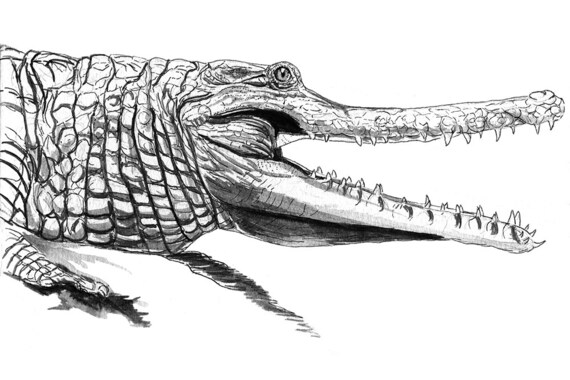 African Slender-Snouted Crocodile Fine Art Print