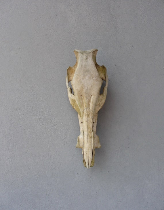 Hog Skull Real Skull Wild Boar Natural Found Taxidermy