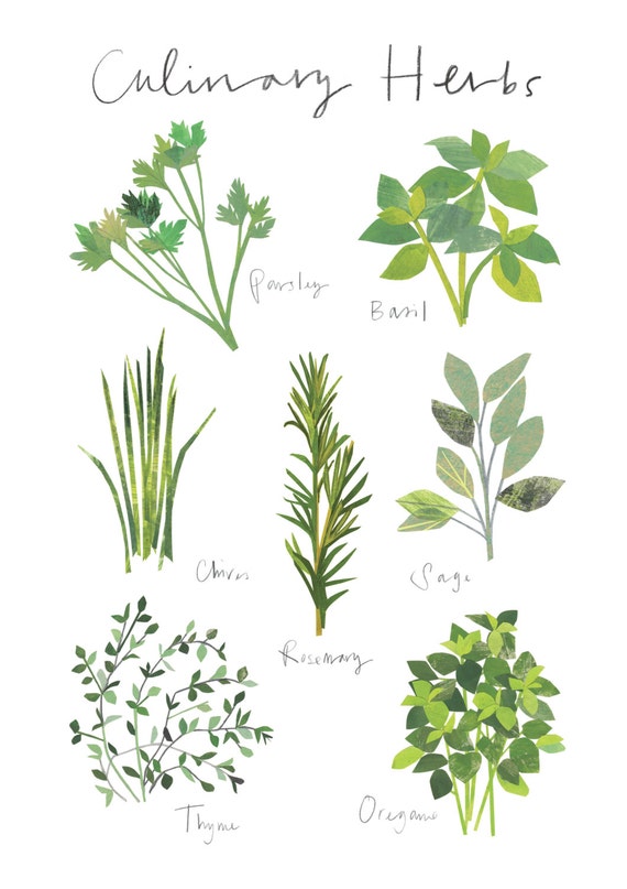 Culinary herb artprint Open edition