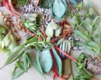 NO NOVICE...20 Living Growing Succulent Plant Cuttings in a Variety of Colors and Types