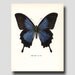 Butterfly Art (Indigo Blue Butterfly Illustration, Blue Home Decor) Vintage Butterfly Print "Blue Mountain Butterfly" No. 74-1