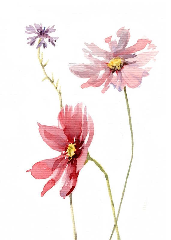 Cosmos flower Cornflower Giclee print WATERCOLOR botanic