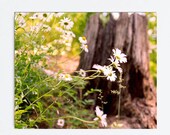 Nature canvas art large wall art, daisies wildflowers tree photograph gallery wrapped canvas, green brown wall decor, botanical canvas print Nature canvas art large wall art, daisies wildflowers tree photograph gallery wrapped canvas, green brown wall decor, botanical canvas print