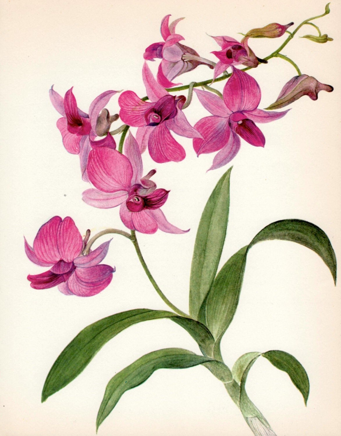 VINTAGE ORCHID PRINT Pink Dendrobium Orchid 1972 Gallery Wall