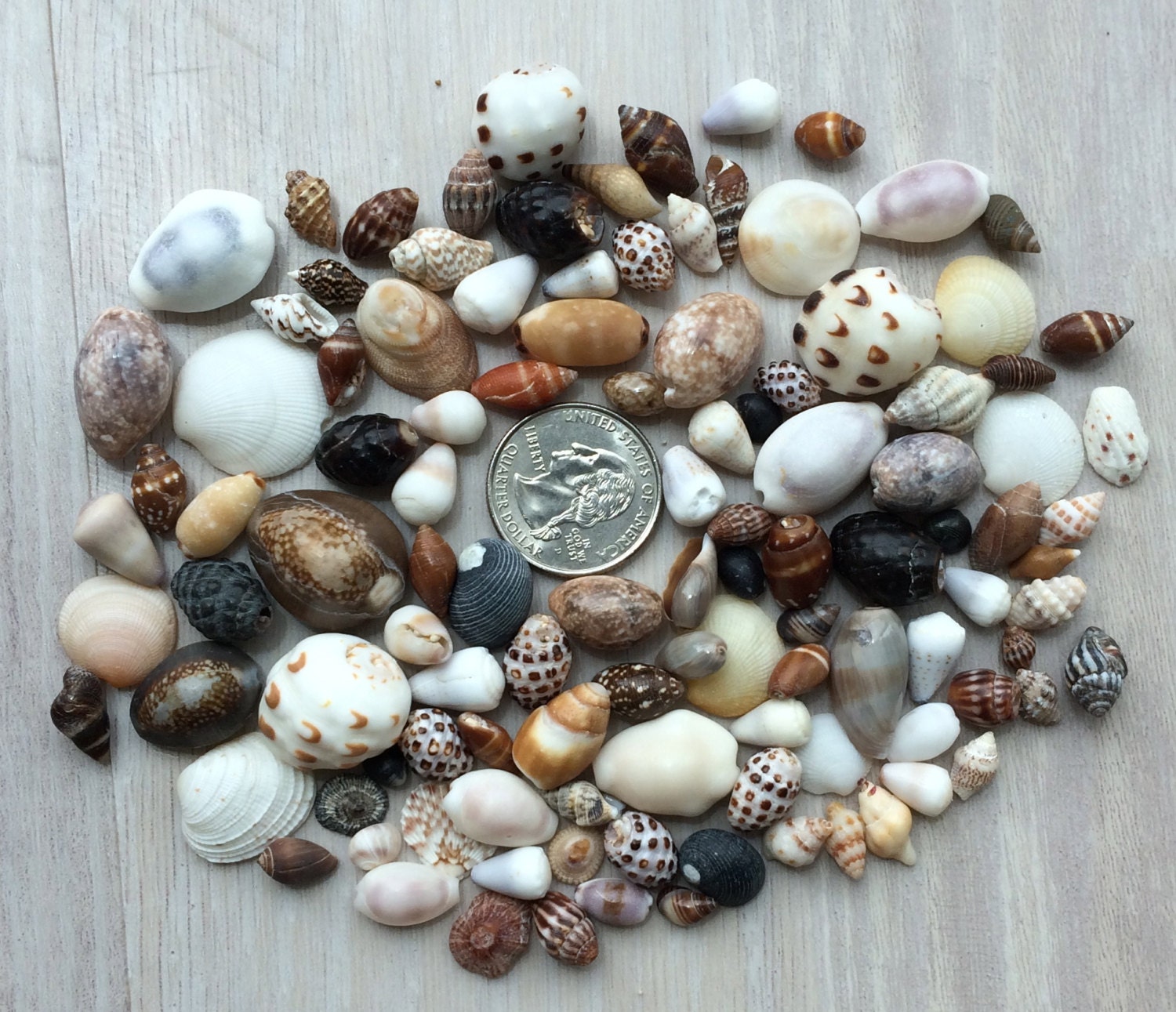 Bulk Hawaiian sea shells small sea shells seashell craft