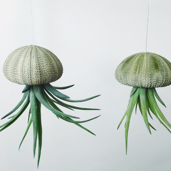 Small Air Plant Jellyfish Hanging Planter Air Plant Home
