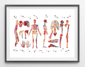Human Body skeletal system watercolor print anatomy art medical art poster human skeleton structure print skeleton and bones illustration