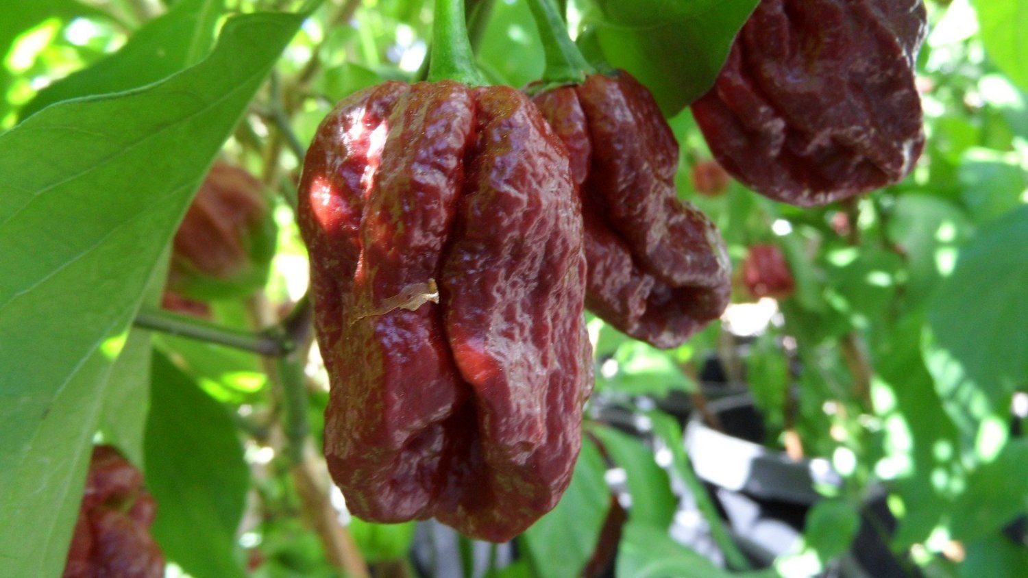 Fatalii Chocolate Hot Pepper live plants 2 Pack