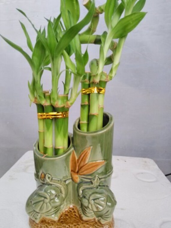 Live 10style Lucky Bamboo Plant Arrangement with Ceramic