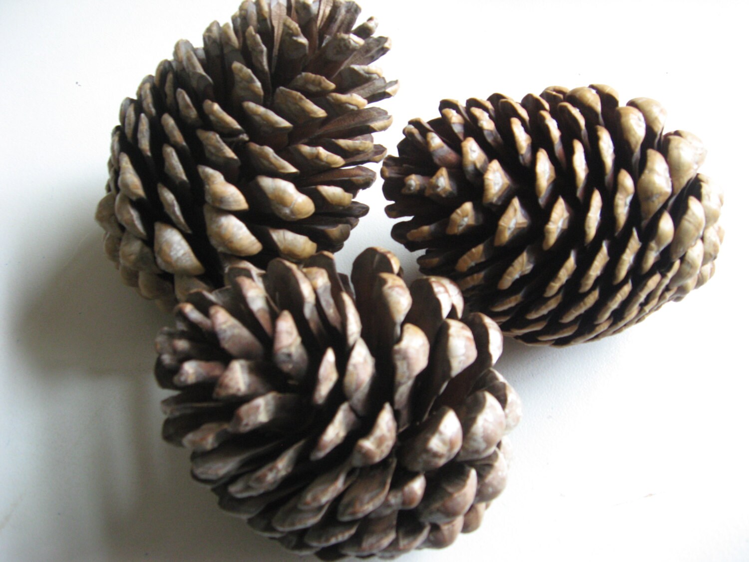 pine cones big open natural pine cones 400g 2 3 cones for pine cones big open natural pine cones 400g 2 3 cones for