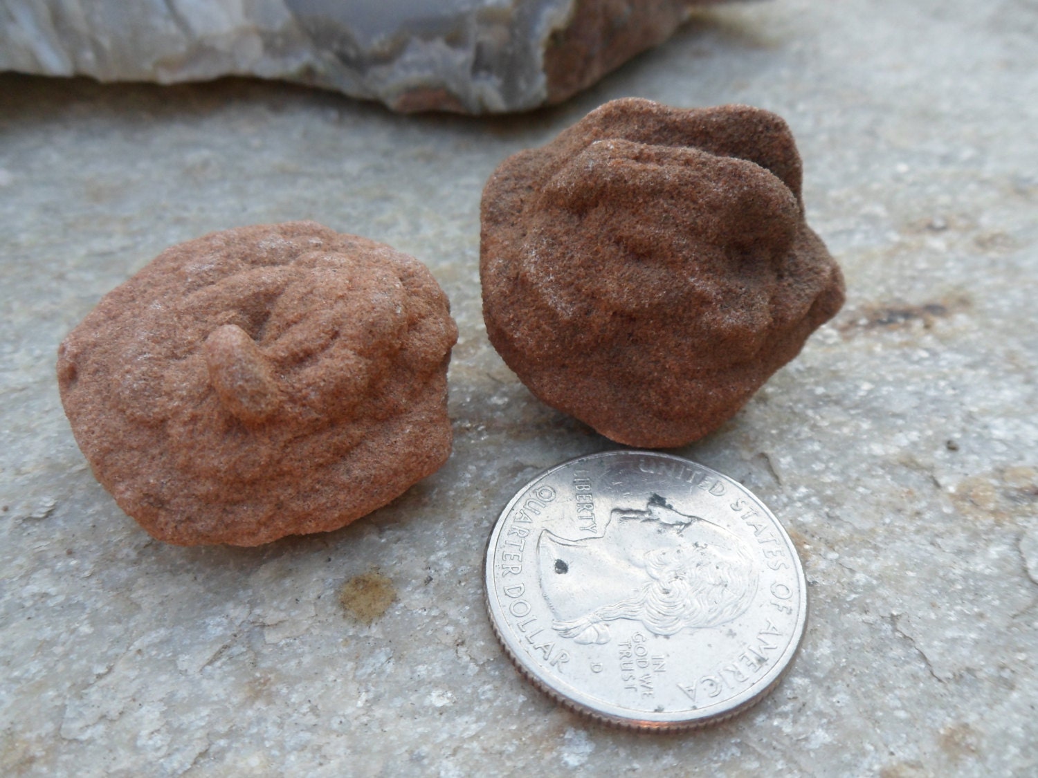 2pc Medium Oklahoma Rose Rocks Barite Desert Rose State