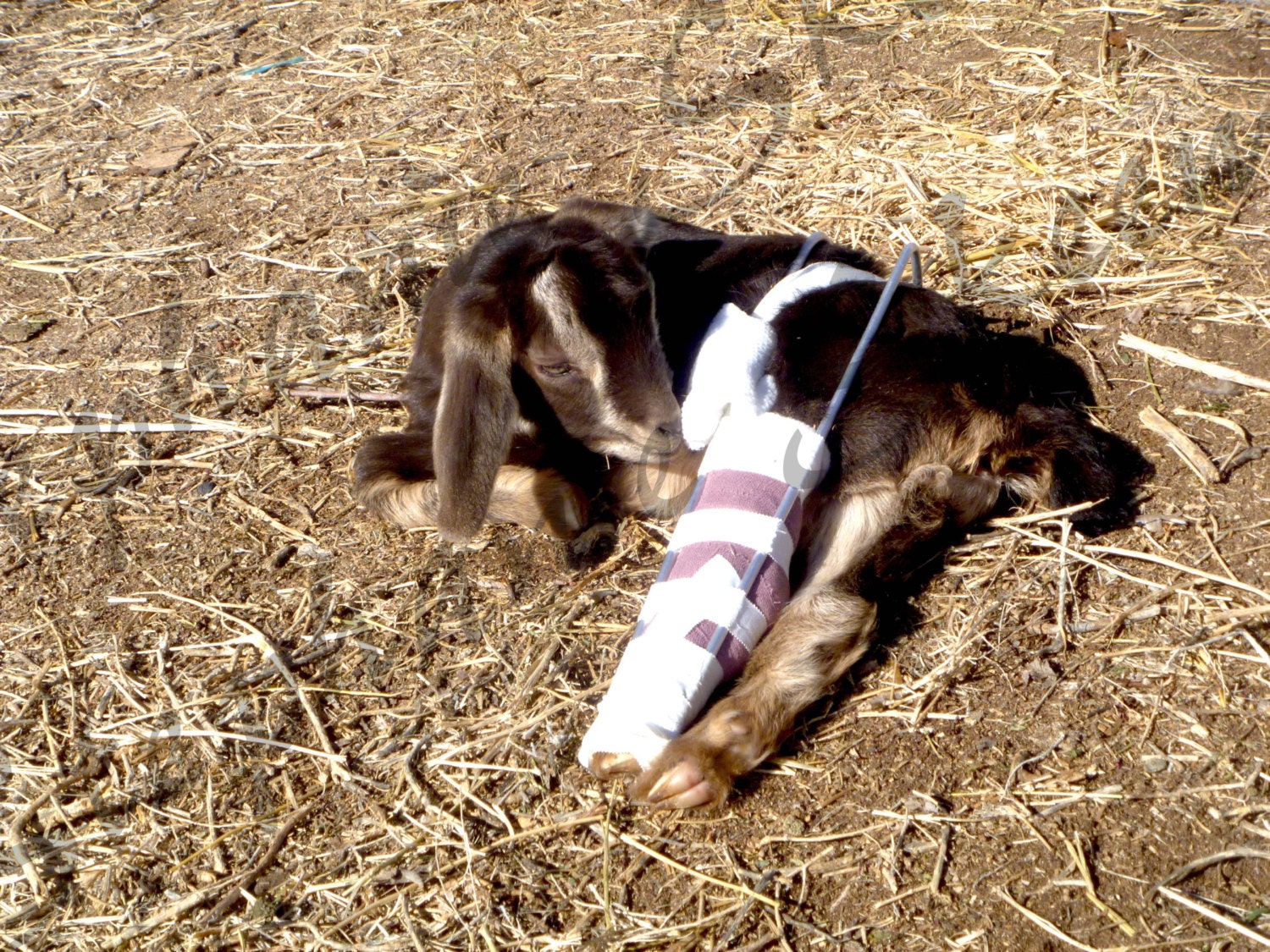 Broken Leg Goat Get Well digital image by Flutterbyefeathers