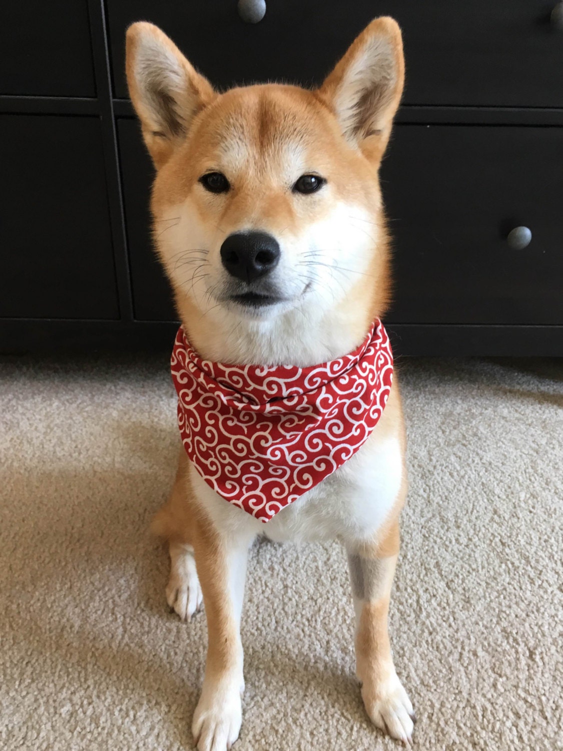 Japanese traditional Karakusa Bandana Shiba Inu by ShibaTaro