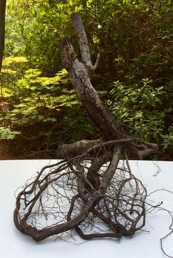 Tree Root Natural Tree Root 9 Tree Root Sculpture Root