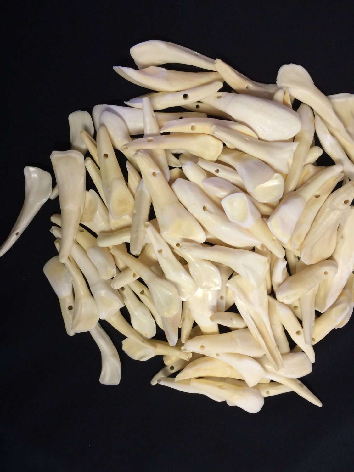 Water Buffalo teeth drilled. 100 teeth.