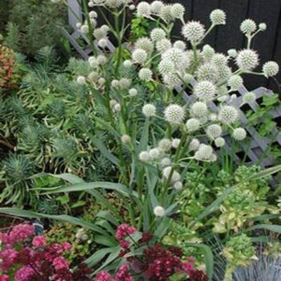 Rattlesnake Master Flower Seeds/Eryngium Yuccifolium/Perennial