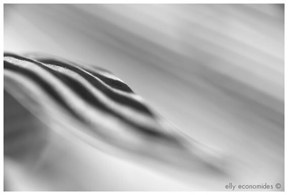 Modern wall art, abstract photography, fine art photography, black and white, abstract, leaf, leaves, abstract wall art, 034. 'Abstract 2'