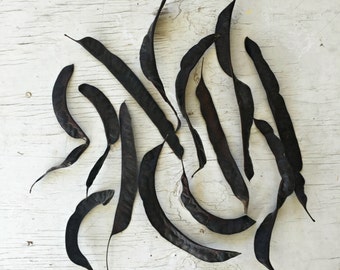 Honey Locust Seed Pods for Floral Arrangements, Wreath Making, Art, and Natural Crafts & Decor