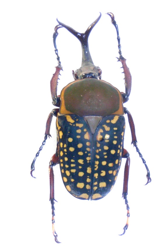 Real African Horned Flower Beetle Megalorrhina harrisi