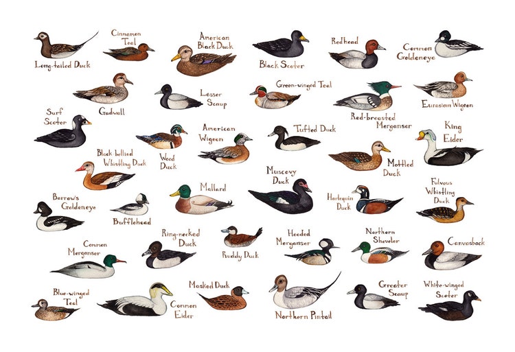 Ducks of North America Field Guide Art Print / by KateDolamore