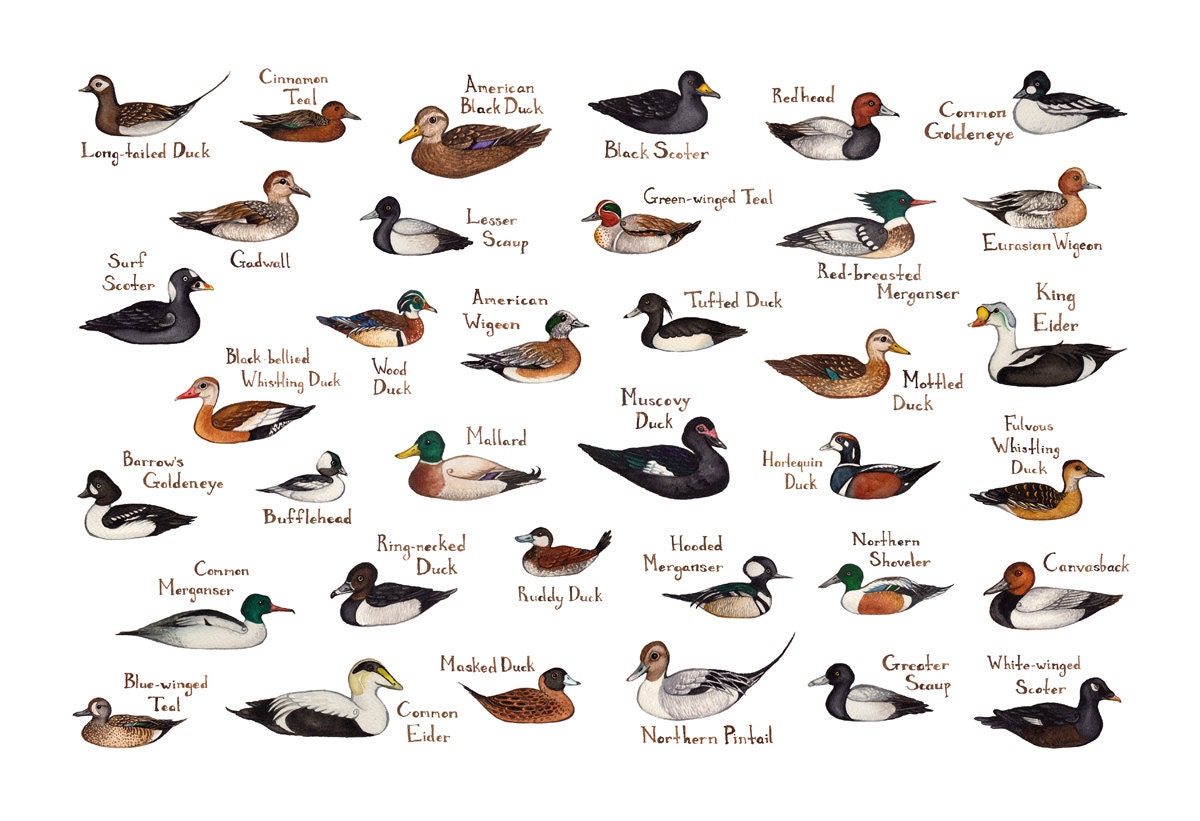 Ducks of North America Field Guide Art Print / Watercolor