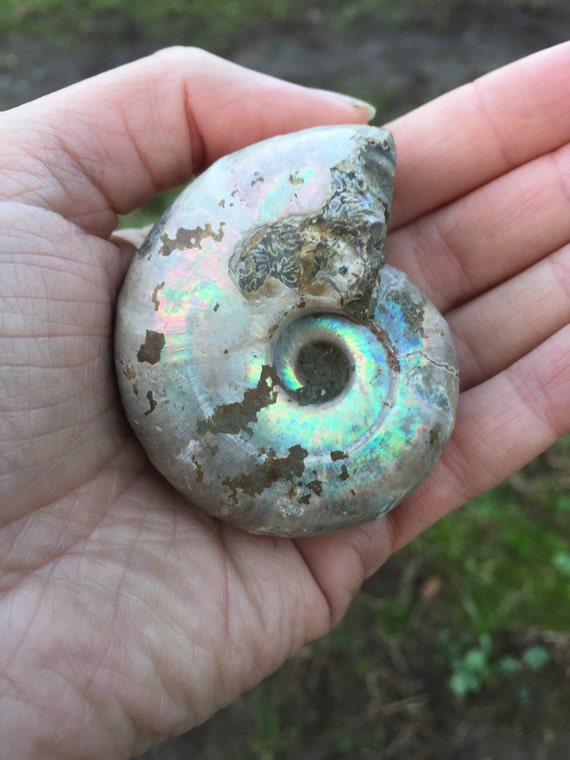 Large Opal Ammonite Ammonite Fossil Specimen